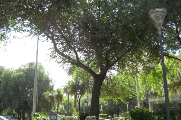 Árboles del monumento
